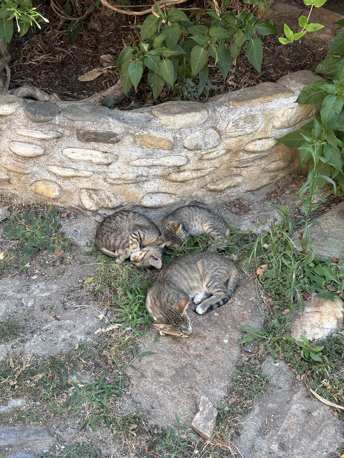Schlafende Katzen im Klostergarten